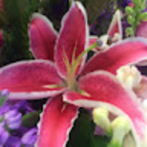 Meet your Posher, Ann